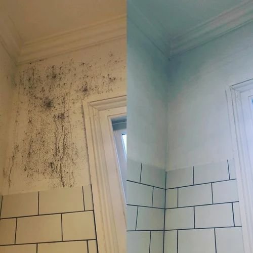 mold-cleaning-service-500x500